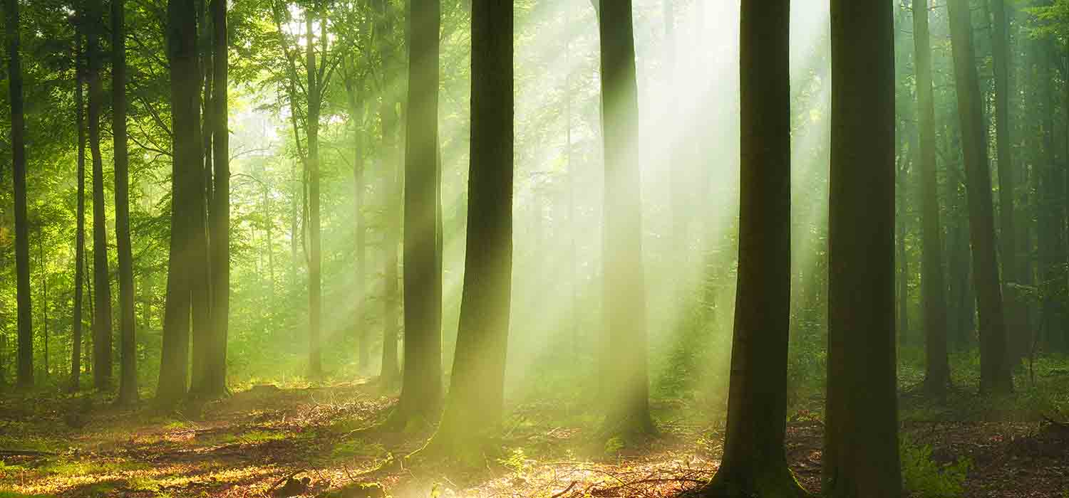 Beautiful morning in the forest